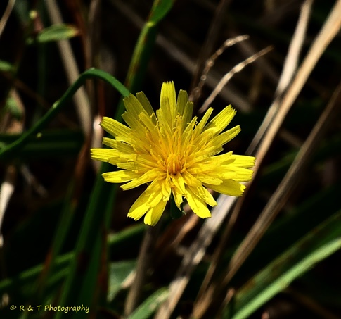 {Hypochaeris radicata}